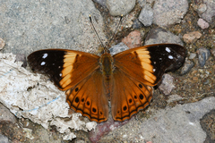 Asterocampa idyja argus