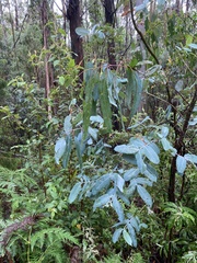 Eucalyptus globulus bicostata
