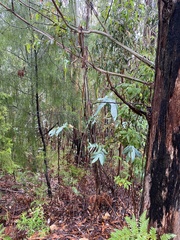 Eucalyptus globulus bicostata