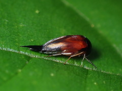 Mordellinae