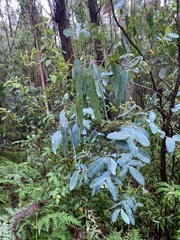 Eucalyptus globulus bicostata