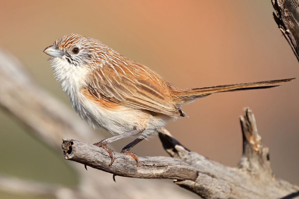 Eyrean Grasswren