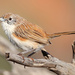 Eyrean Grasswren - Photo (c) Tom Hunt, some rights reserved (CC BY-NC), uploaded by Tom Hunt