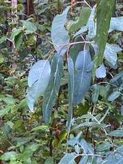 Eucalyptus globulus bicostata