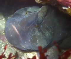 Cebidichthys violaceus