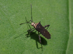Zicca commaculata