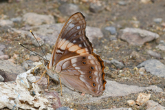 Asterocampa idyja argus