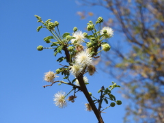 Mimosa farinosa