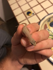 Gehyra mutilata