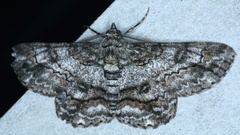 Cleora displicata