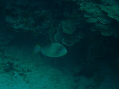 Pseudobalistes flavimarginatus