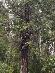 Eucalyptus fastigata