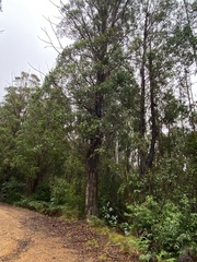 Eucalyptus fastigata