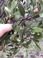 Arctostaphylos pungens