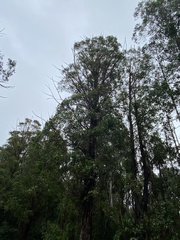 Eucalyptus fastigata