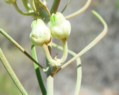 Leichhardtia australis