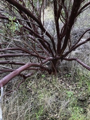 Arctostaphylos pungens