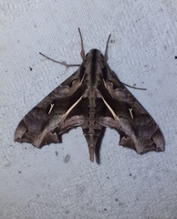 Hemeroplanes triptolemus