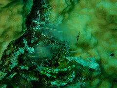 Aplousobranchia