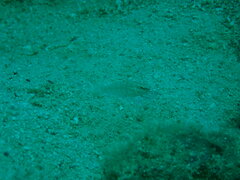 Amblygobius phalaena