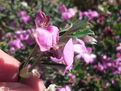 Podalyria pearsonii