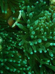 Amphiprion melanopus