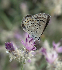 Centaurea virgata squarrosa