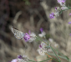 Centaurea virgata squarrosa