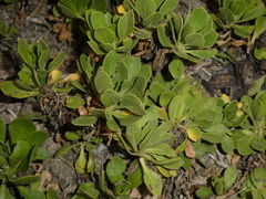 Dimorphotheca fruticosa