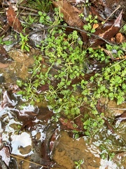 Leptinella filicula