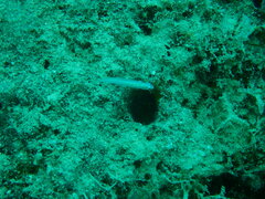 Ptereleotris heteroptera