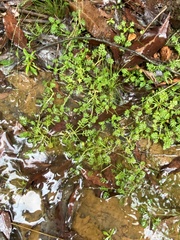 Leptinella filicula