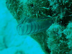 Rhopalaea circula