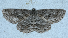 Ectropis fractaria