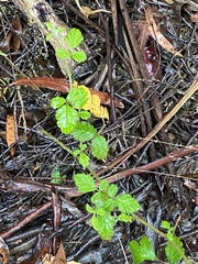 Rubus parvifolius