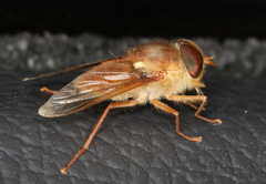 Scaptia monticola