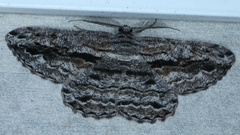 Scioglyptis chionomera