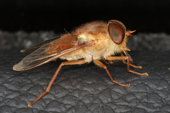Scaptia monticola