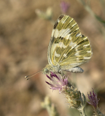 Centaurea virgata squarrosa