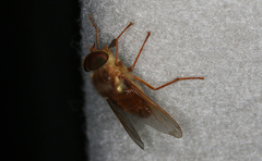Scaptia monticola