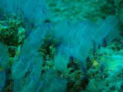 Rhopalaea