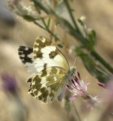 Centaurea virgata squarrosa
