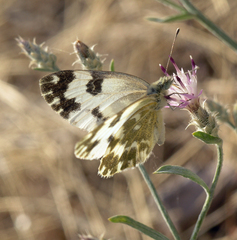 Centaurea virgata squarrosa