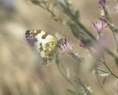 Centaurea virgata squarrosa