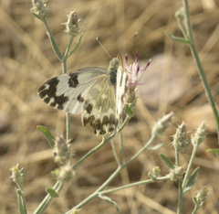 Centaurea virgata squarrosa