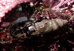 Atrimitra idae