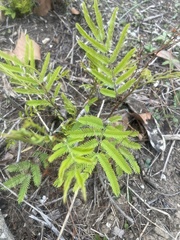 Senegalia berlandieri