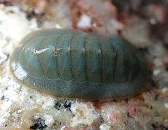 Tripoplax regularis