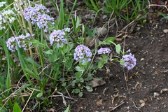 Noccaea fendleri