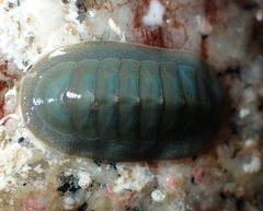 Tripoplax regularis